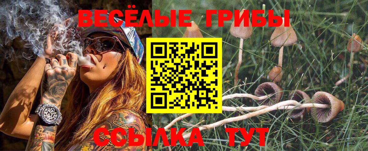 Карачаевск  Галлюциногенные грибы прущие грибы  Вход с VPN 